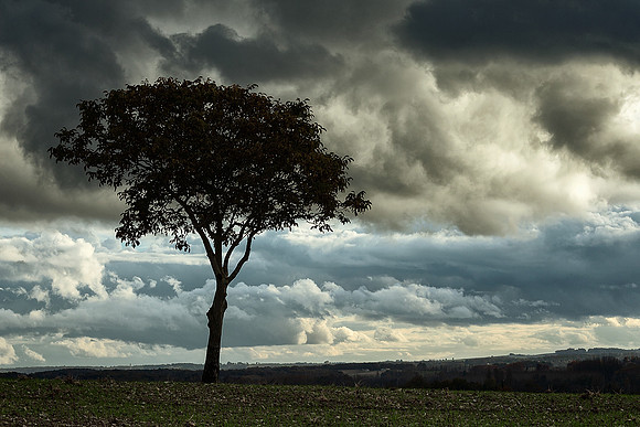 Single Tree - Near St Paul Lizonne