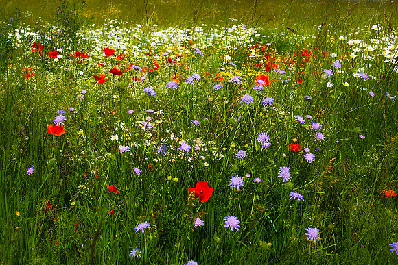 Hedgerow - Fouquebrune