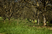 Walnut Grove - Lusignac