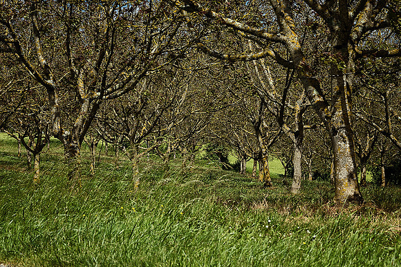 Walnut Grove - Lusignac