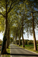 Trees by the Dronne 3 - Aubeterre