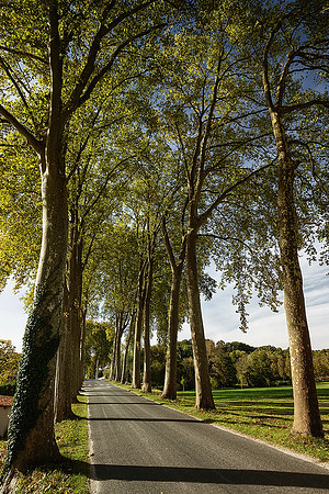 Trees by the Dronne 3 - Aubeterre