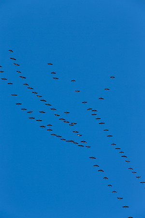 Migratory Cranes II - Villebois-Lavalette