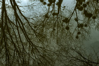 Pond Reflections - Edon
