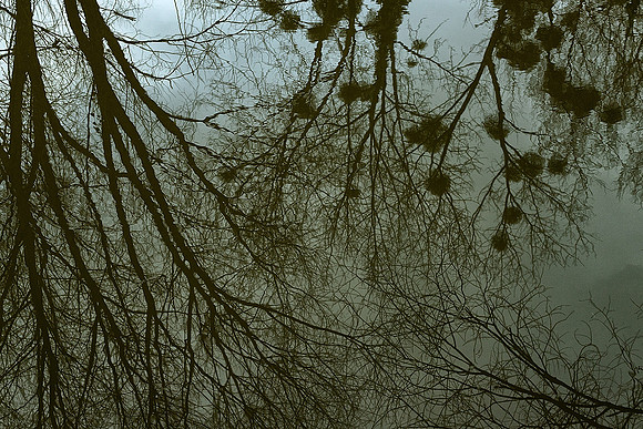 Pond Reflections - Edon