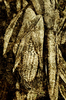Corn- Vendoire, Dordogne