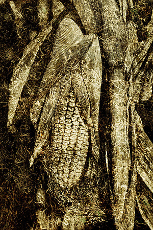 Corn- Vendoire, Dordogne