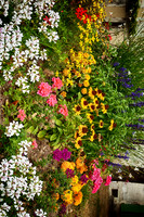 Flowers - Villebois-Lavalette