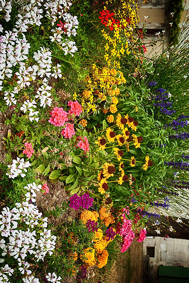 Flowers - Villebois-Lavalette