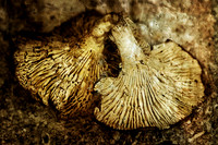 Mushrooms - Villebois Lavalette, Charente
