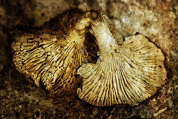 Mushrooms - Villebois Lavalette, Charente