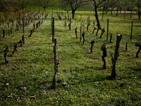 Vines - Villebois-Lavalette