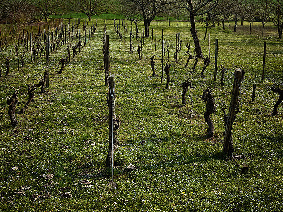 Vines - Villebois-Lavalette