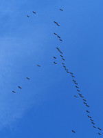 Cranes 2, Villebois-Lavalette
