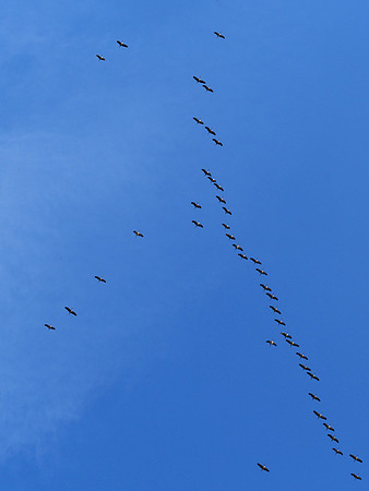 Cranes 2, Villebois-Lavalette
