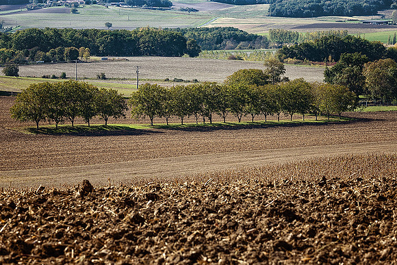 Nut Grove - Montignac
