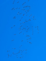 Cranes over the Studio 4 - Villebois-Lavalette