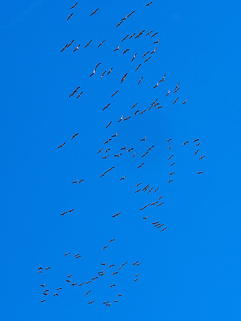 Cranes over the Studio 4 - Villebois-Lavalette