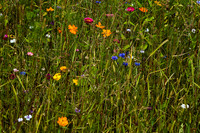 Roadside Flowers - Chez Bernard