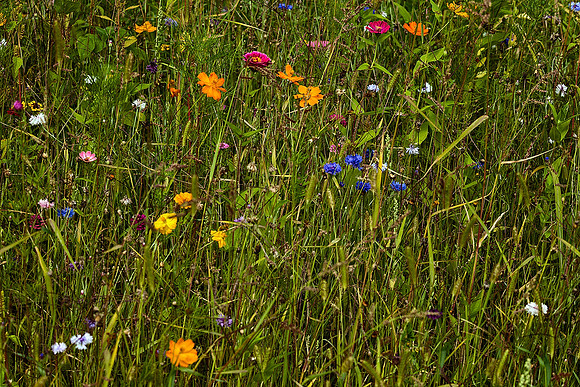 Roadside Flowers - Chez Bernard