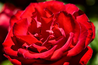 Rose 1 - Studio Lavalette