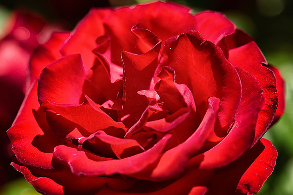 Rose 1 - Studio Lavalette