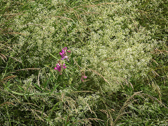Hedgerow 1 - Villebois-Lavalette