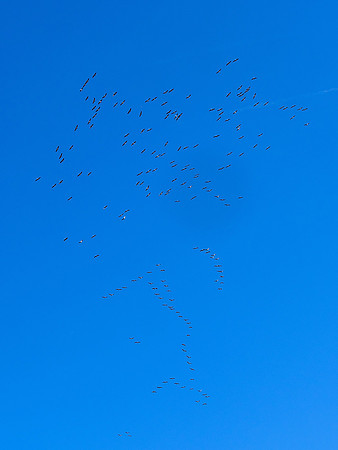 Cranes over the Studio 3 - Villebois-Lavalette