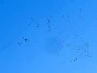 Cranes over the Studio 5 - Villebois-Lavalette