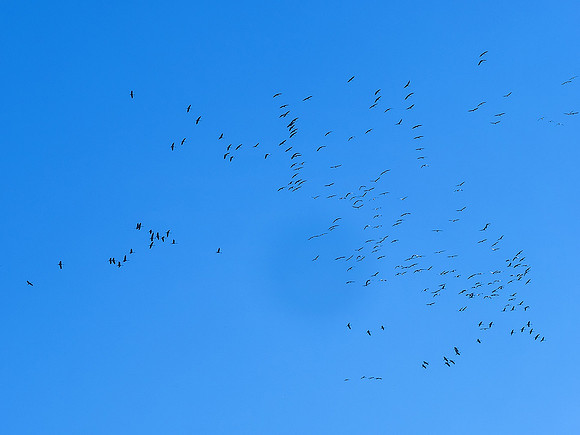 Cranes over the Studio 5 - Villebois-Lavalette