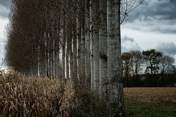 Curved Line of Trees - Near Cherval