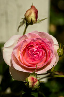 Rose 5 - Studio Lavalette