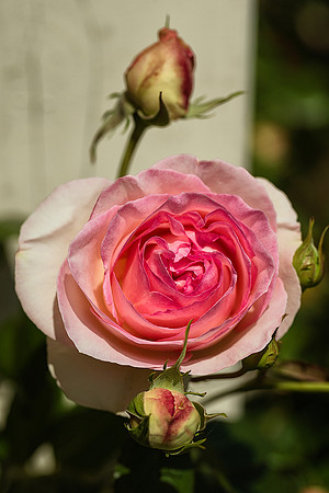 Rose 5 - Studio Lavalette