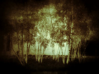Trees - Minneapolis Institute for the Arts