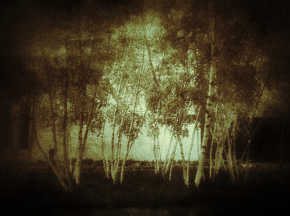 Trees - Minneapolis Institute for the Arts