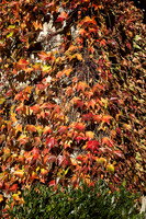 Virgina Creeper - Villbois-Lavalette
