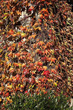 Virgina Creeper - Villbois-Lavalette