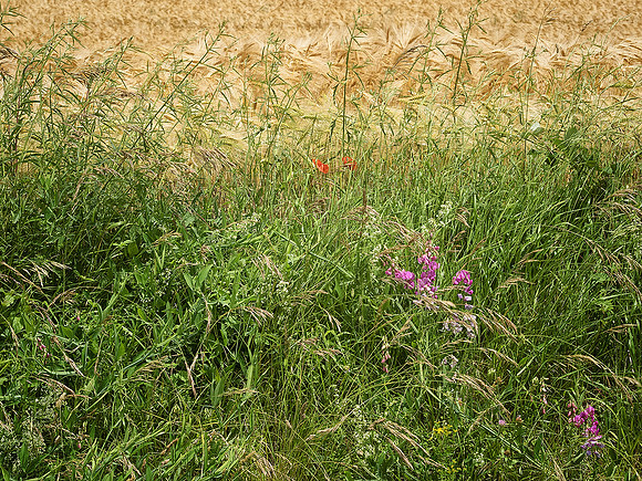 Hedgerow 2 - Villebois-Lavalette