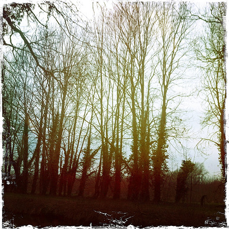 Byron's Pool, River Cam VI -  Grantchester, Cambridge