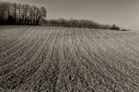 Ploughed Field & Trees- Nanteuil