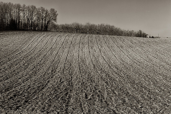 Ploughed Field & Trees- Nanteuil