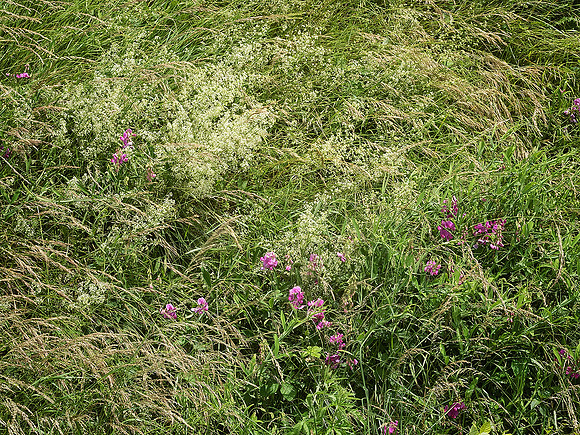 Hedgerow 2 - Villebois-Lavalette