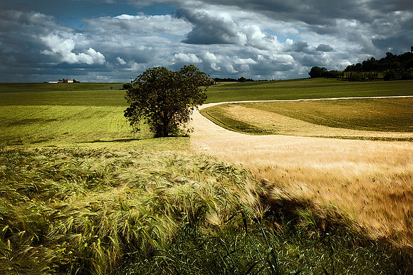 Barley Fields - St Cybard