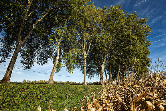 Trees by the Dronne 2 - Aubeterre