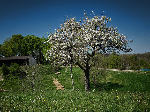 Tree Blossom I - Ronsenac