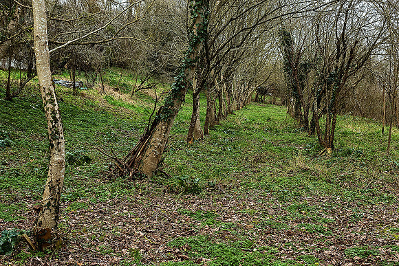 Woodland - Edon