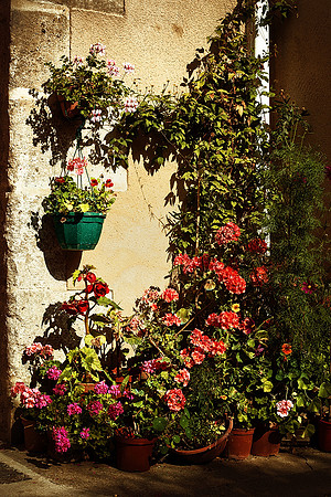 Flowers - Bourdeilles