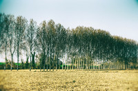 Trees II - Near Cherval