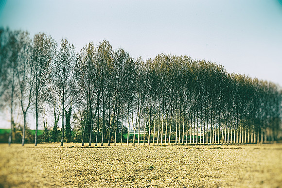 Trees II - Near Cherval