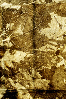 Vine Leaf - Nr. Villebois Lavalette, Charente